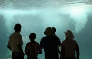 Frente al acuario